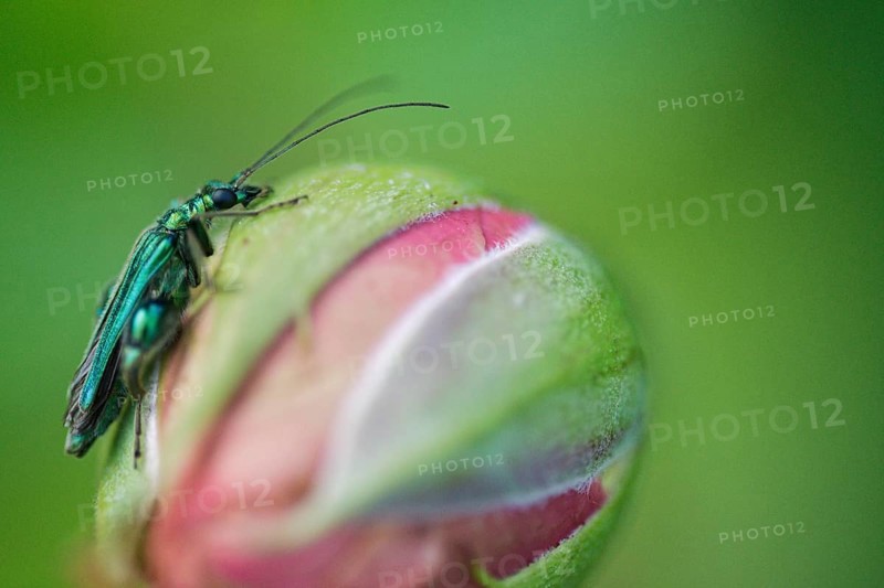 Thick-legged flower beetle (Oedemera nobilis) on rose bud (Rosa)