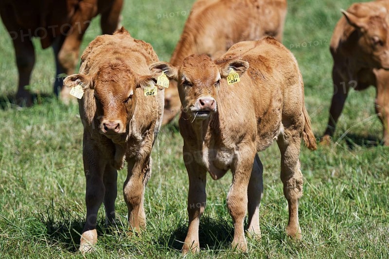 Limousin cattle