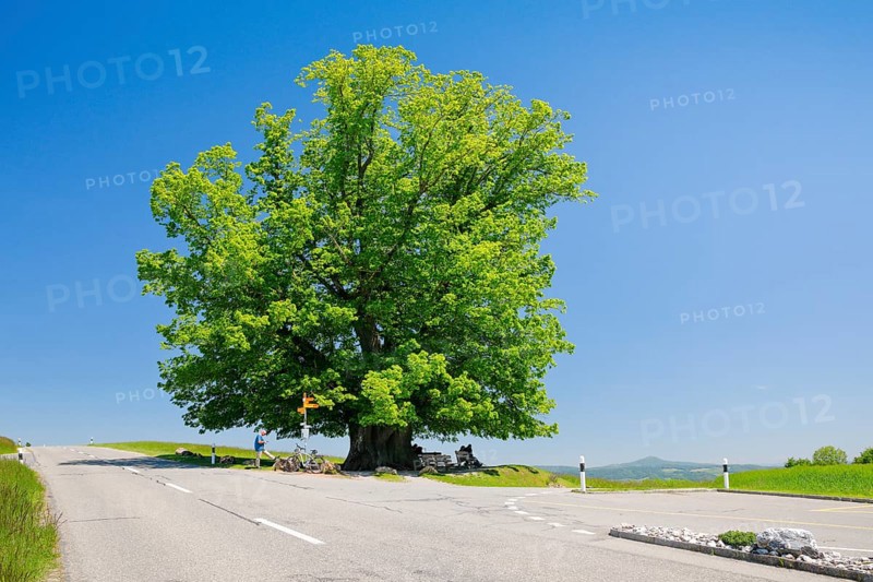 Linn lime tree