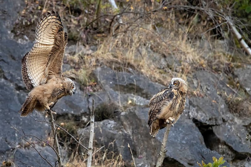 European eagle owls (Bubo bubo)