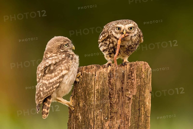 Little owl (Athene noctua)
