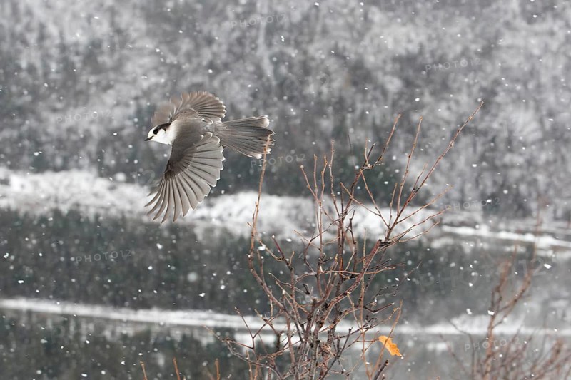 Eurasian Eurasian Eurasian Eurasian Eurasian Eurasian Eurasian Eurasian Eurasian Jay (Perisoreus canadensis)