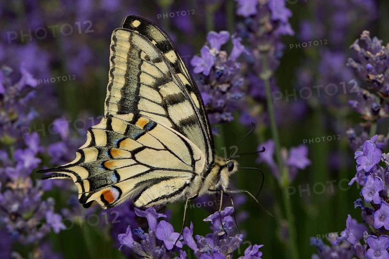 Swallowtail (Papilio machaon)