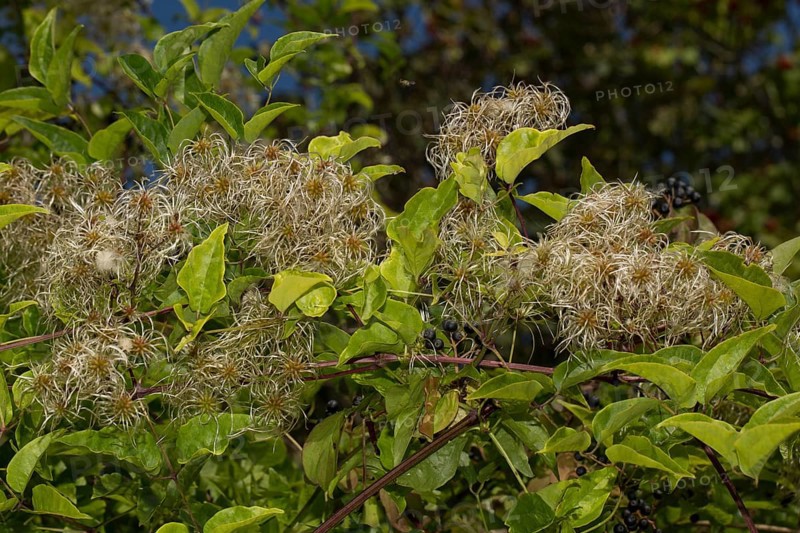 Clematis vitalba