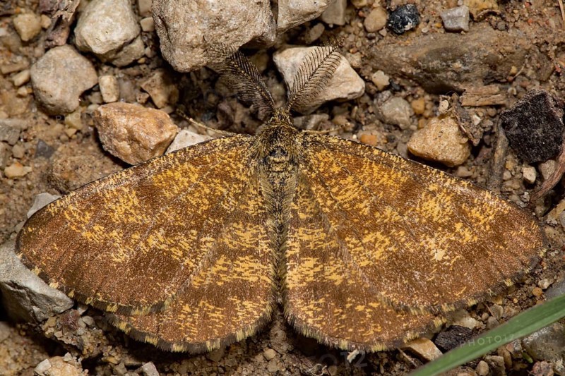 Common heath (Ematurga atomaria)