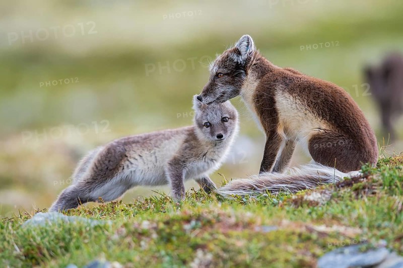 Arctic fox (Vulpes lagopus)