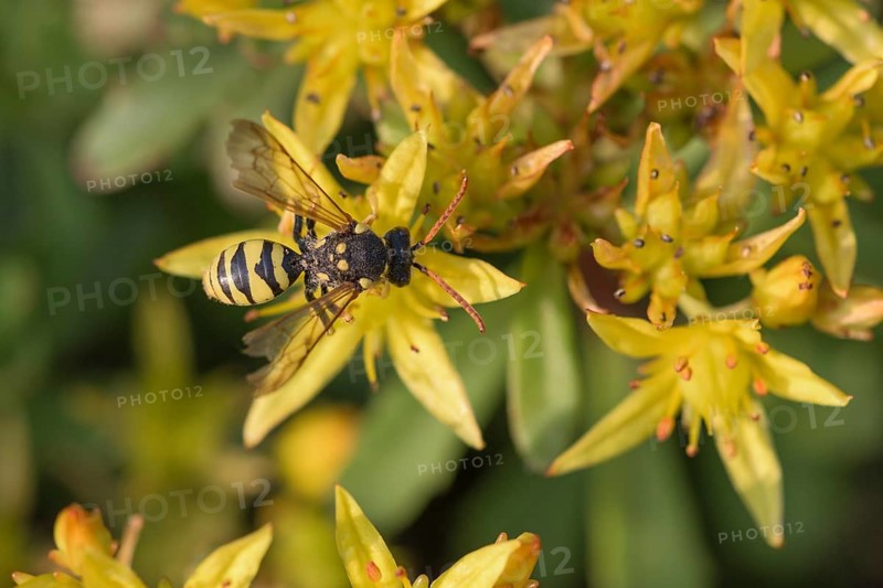 Belt wasp bee (Nomada succincta) (floriferum) (Sedum) Weihenstephan Gold