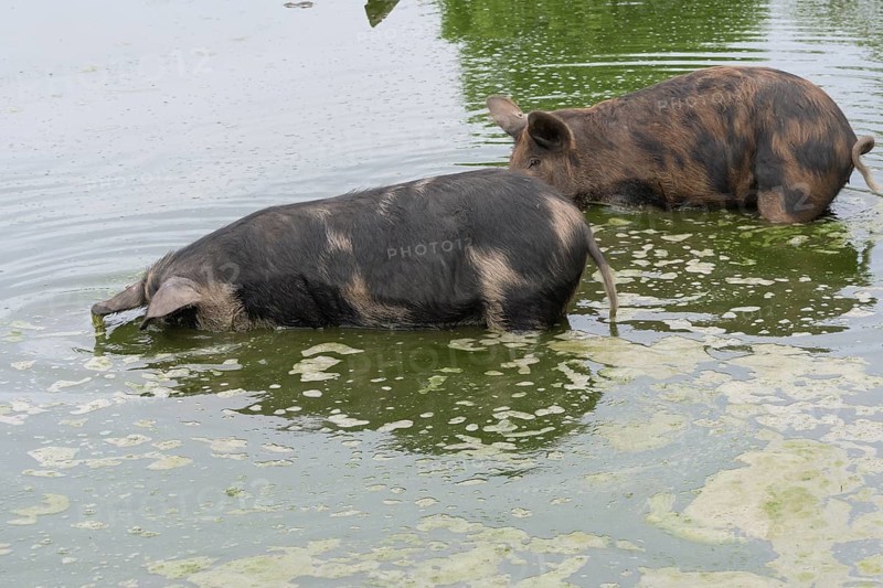 Turopolje-Domestic Pigs (Sus scrofa domesticus)
