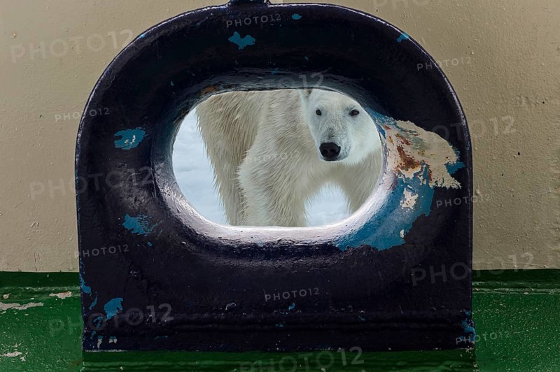 Polar bear (Ursus maritimus) looking through an opening in the deck of a ship