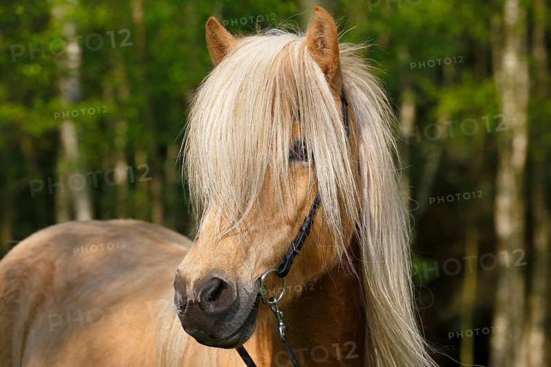 Isabell coloured Icelandic pony