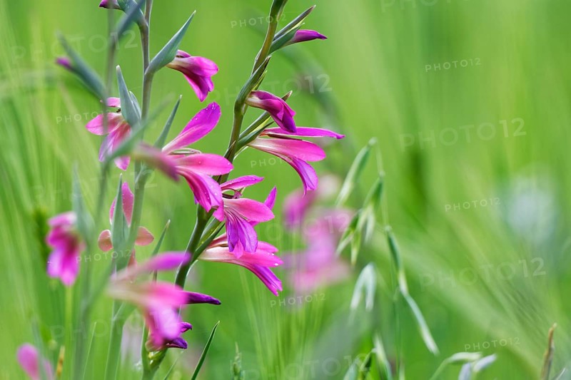 Wild gladiolus (Gladiolus illyricus)