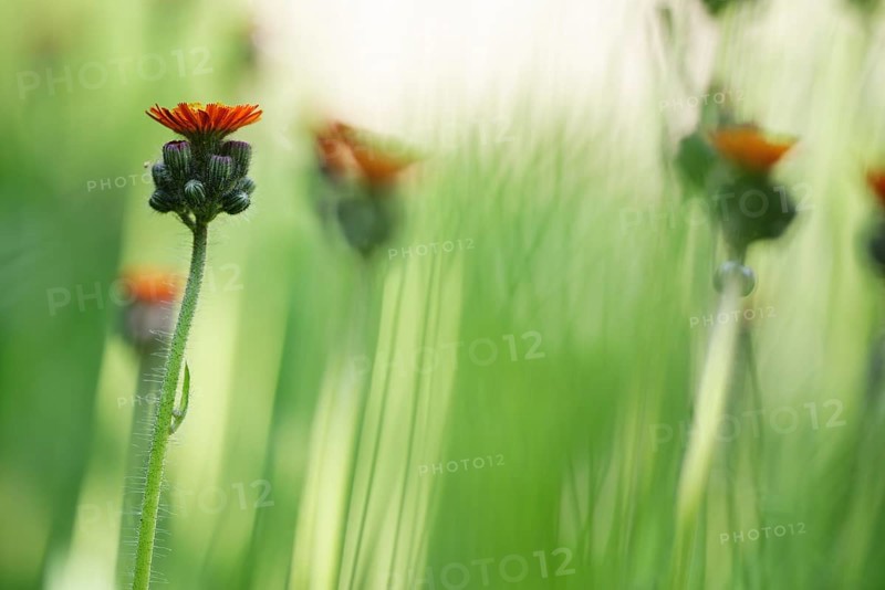 Orange Fox-and-cubs