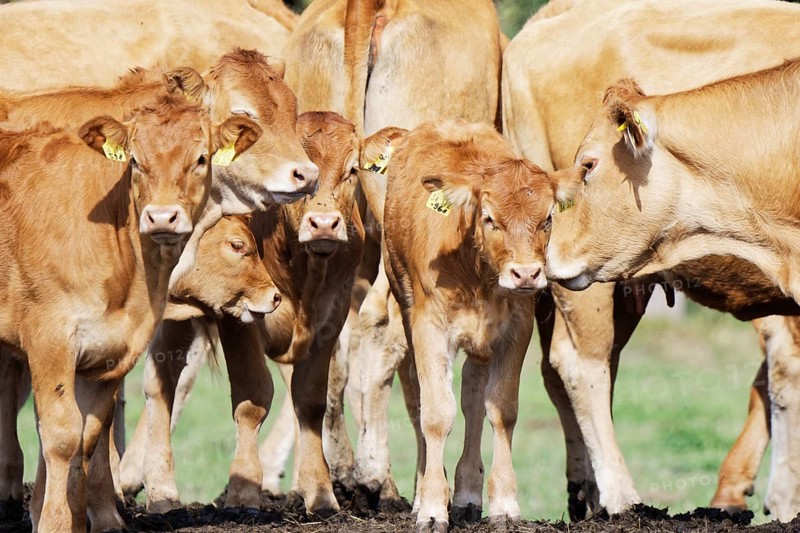 Limousin cow