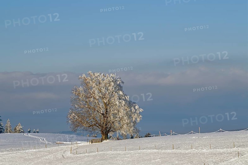 Winter landscape