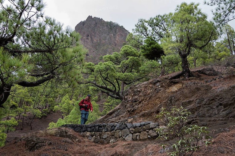 Canary Island pine (Pinus canariensis) Parque Nacional de la Caldera de Taburiente