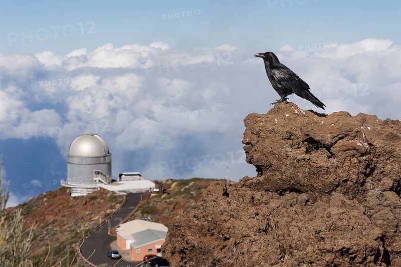 Common raven (Corvus corax) Northern Raven