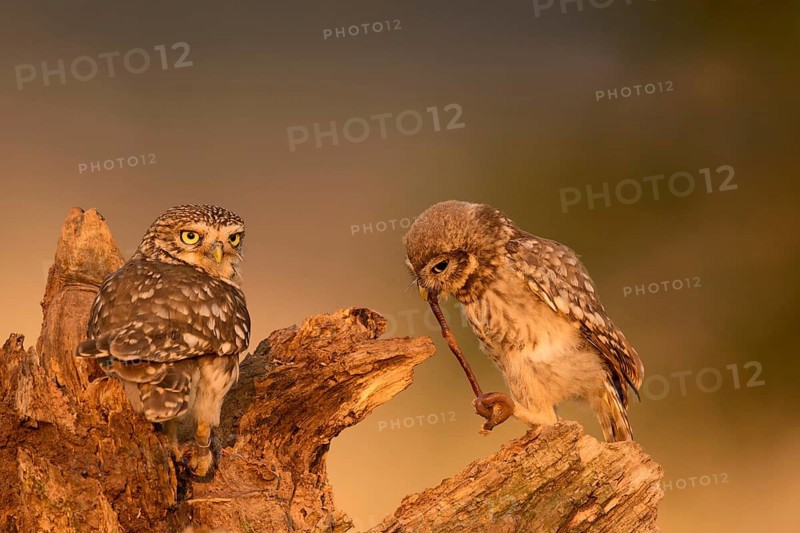 Little owl (Athene noctua)