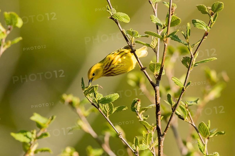Yellow Warbler