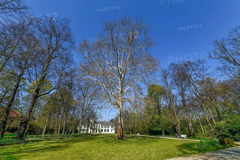 London planetree (Platanus acerifolia) Garden