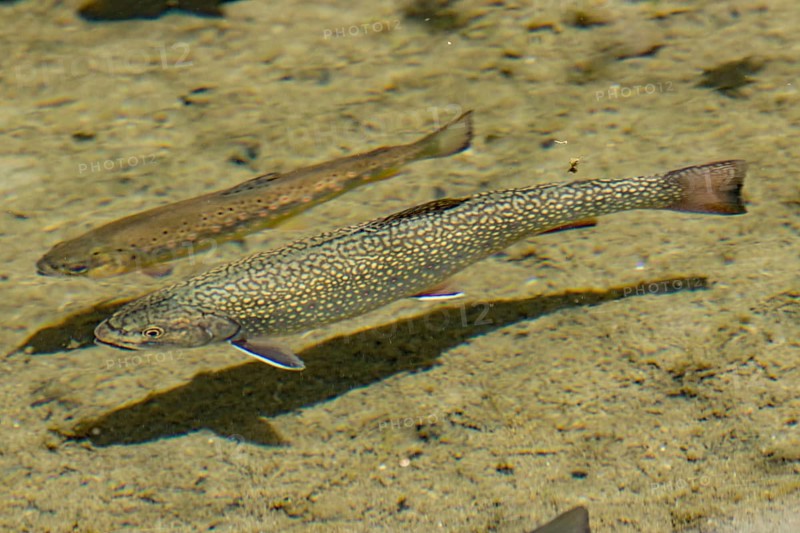 Brook Trout (Salvelinus fontinalis) and brown trout (Salmo trutta fario)