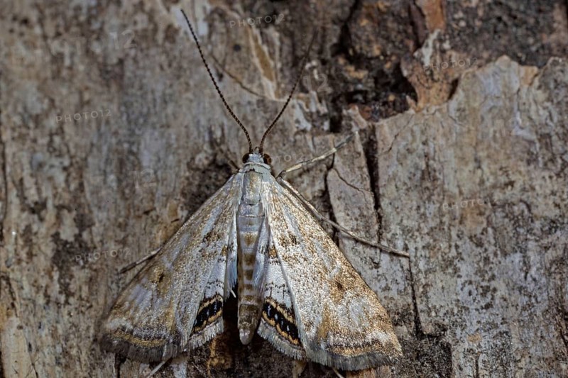 Small (Cataclysta lemnata) china-mark