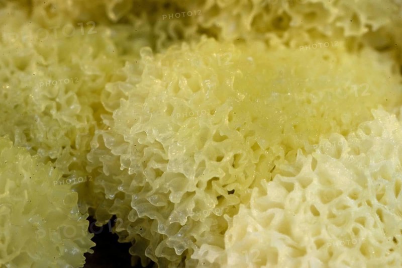 Slime mould (Ceratiomyxa porioides)