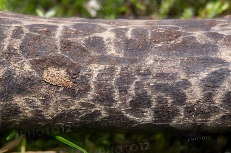 Giraffe wood