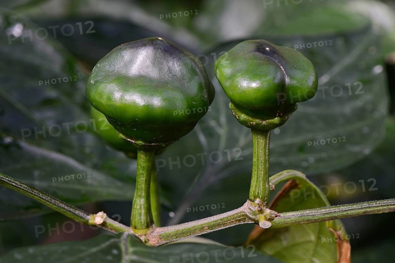 Chili buds (Capsicum chinense) native to South America