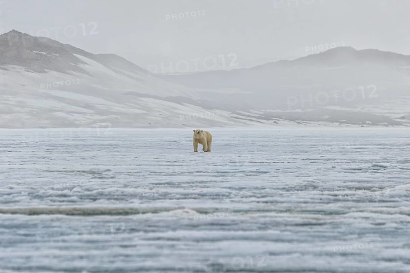 Female polar bear (Ursus maritimus) walking on an ice floe