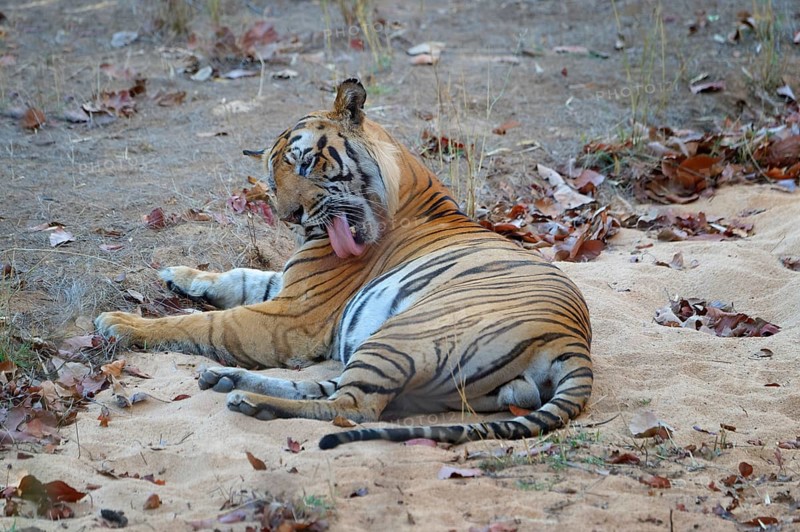 Male Bengal tiger (Panthera tigris tigris) licking a wound