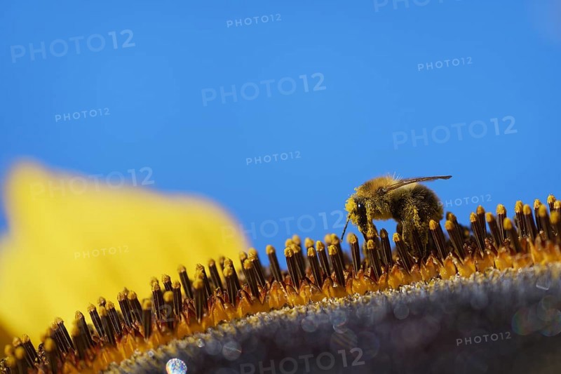 Common Carder-bee (Bombus pascuorum) on sunflower (Helianthus annuus)