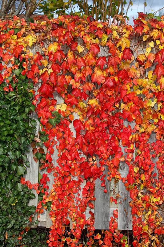 Wild vine (Parthenocissus tricuspidata) and ivy (Hedera helix) at a privacy fence