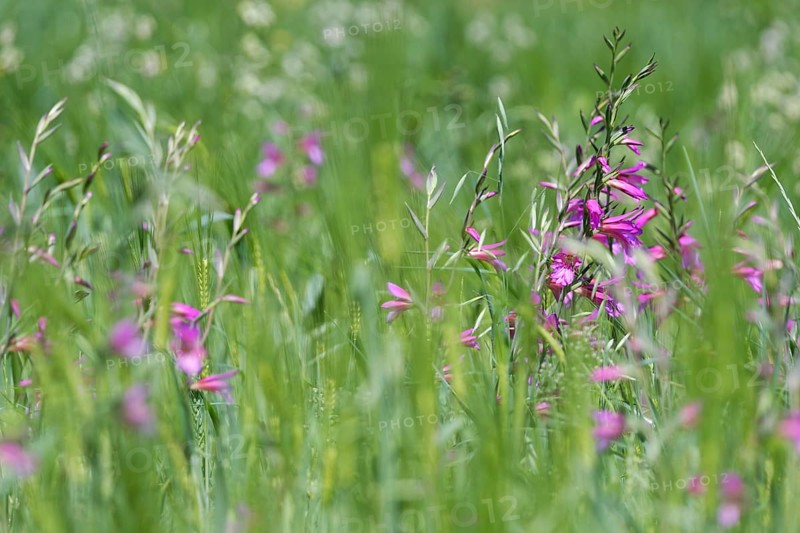 Wild gladiolus (Gladiolus illyricus)