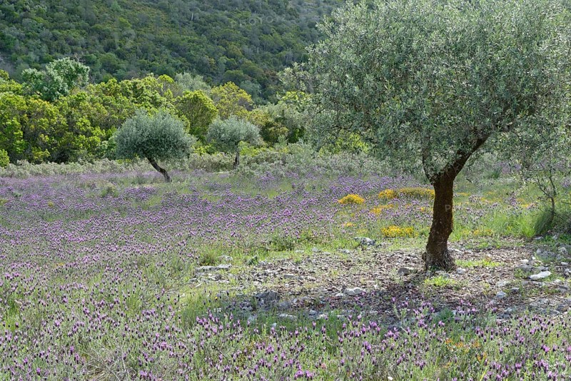 Olive grove (Olea europaea) with lavender (Lavandula stoechas)