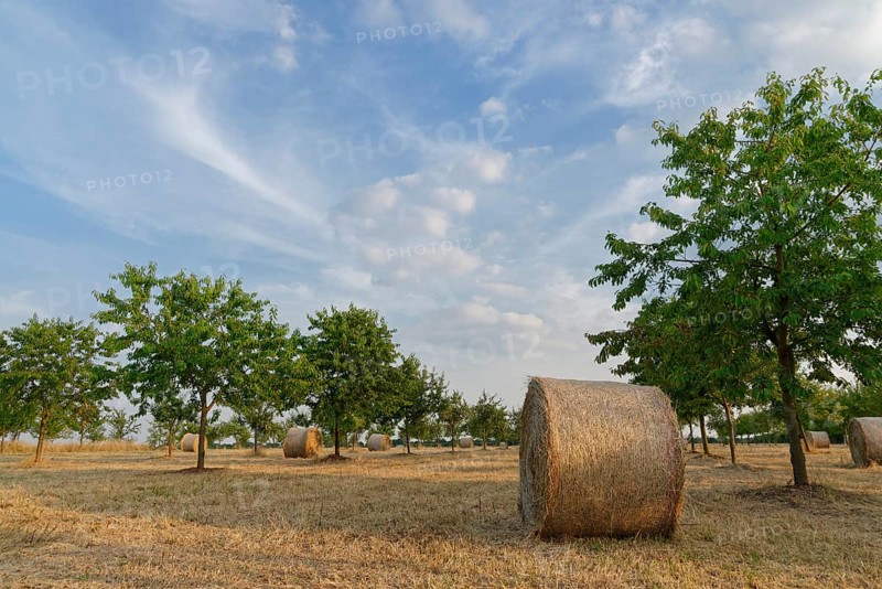 Hay bales in meadow orchard
