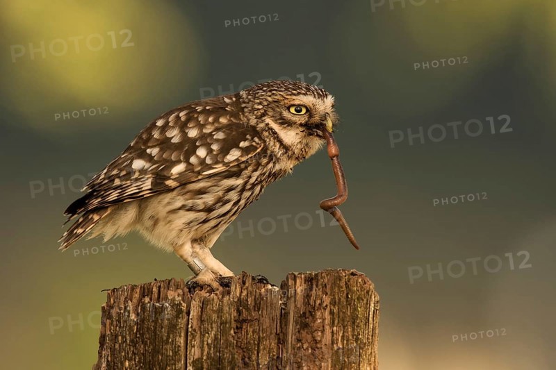 Little owl (Athene noctua)
