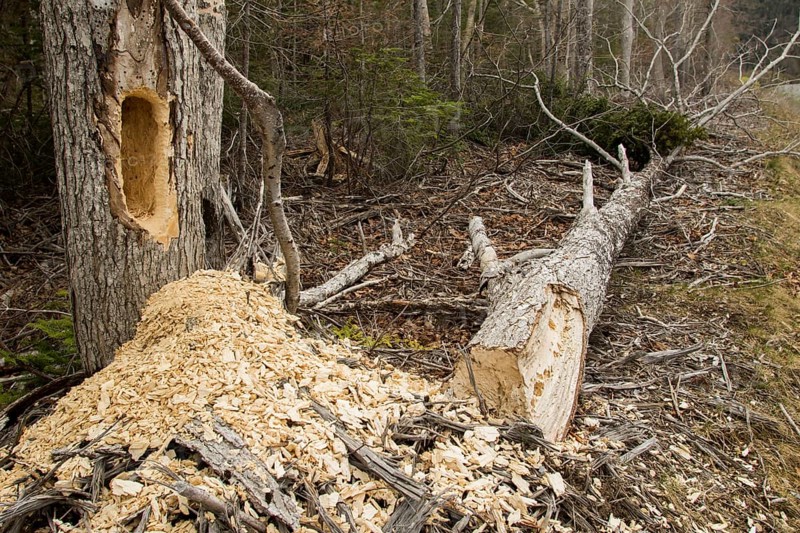 Dead tree