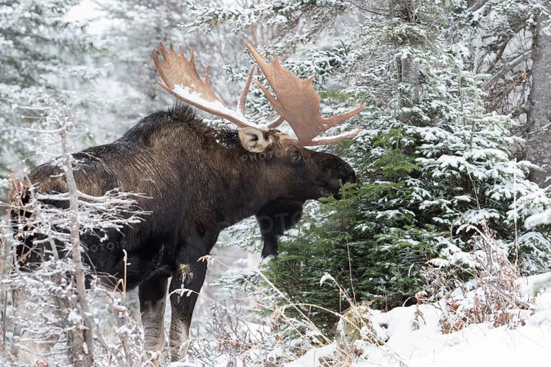 Dominant elk bull that feeds on balsam fir in late autumn