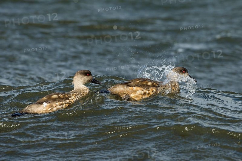 Pebble Island (Lophonetta specularioides specularioides)