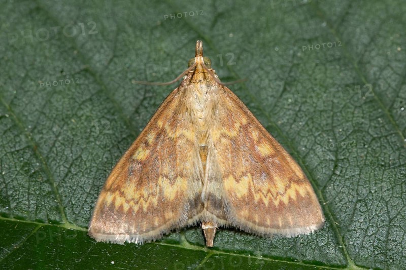 European corn borer (Ostrinia nubilalis)