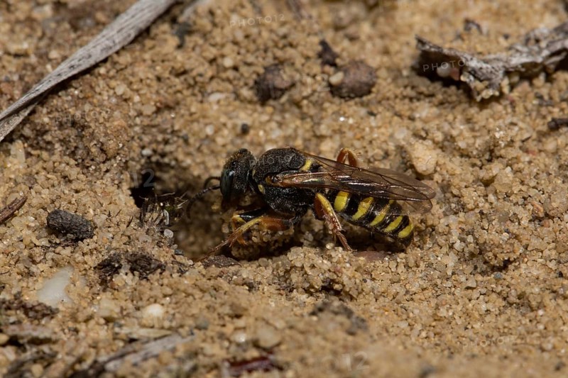 Oxybelus argentatus (Oxybelus argentatus)