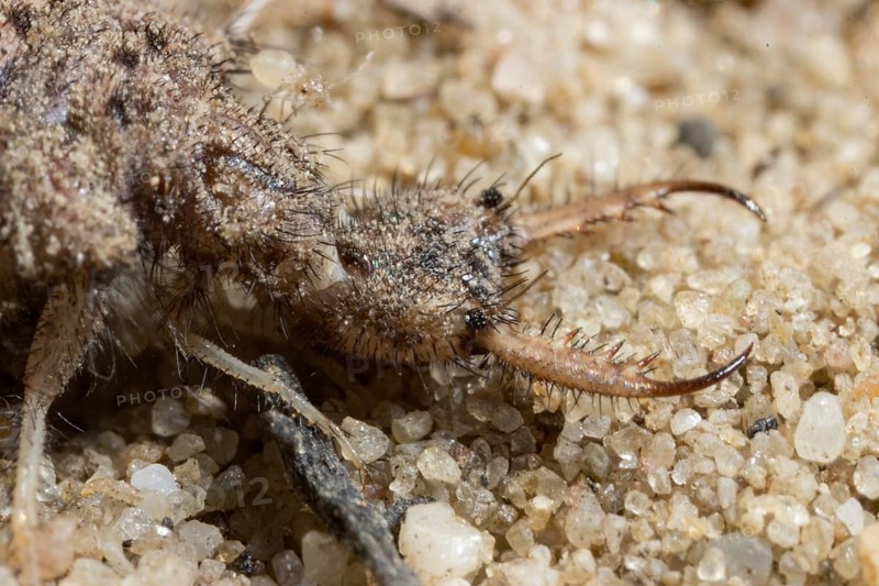 Antlion (Myrmeleon bore)