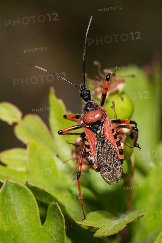 Red (Rhynocoris iracundus) assassin bug
