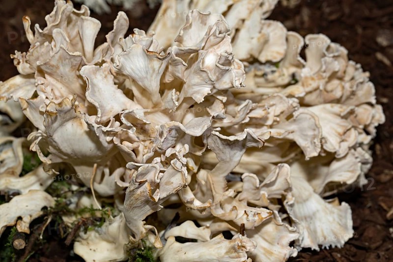 Broad-leaved mother hen (Sparassis brevipes)