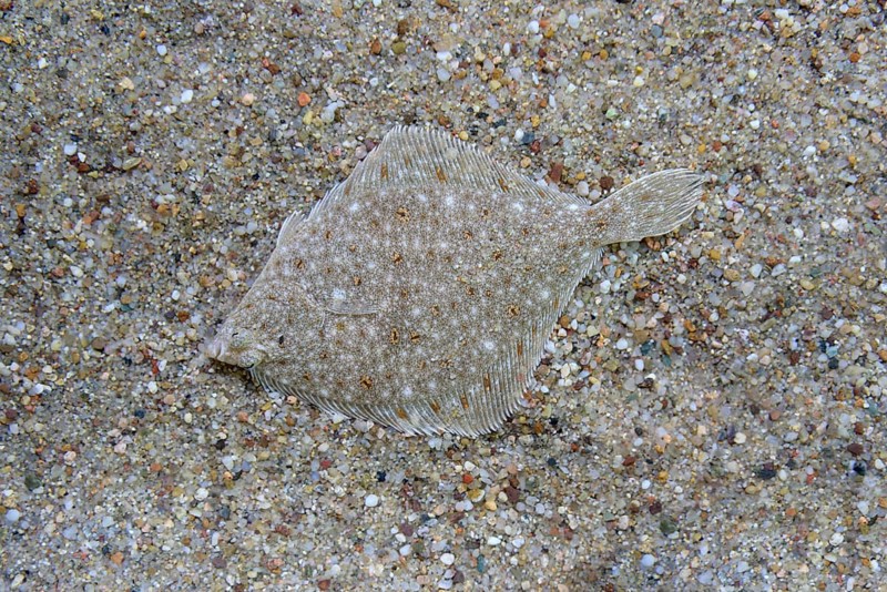 Plaice