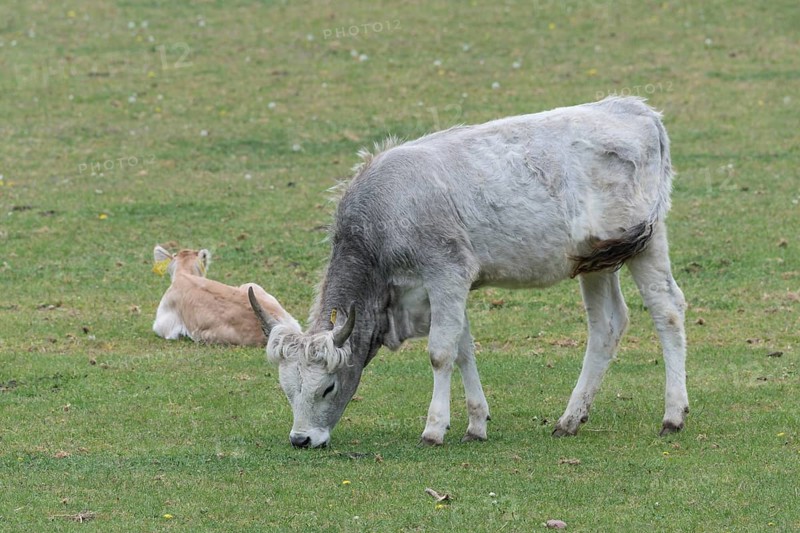 Hungarian steppe cattle