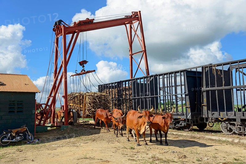 Oxcart