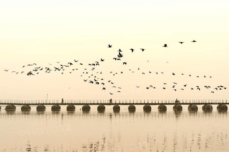 Flock of cormorants over the Ganges at sunrise