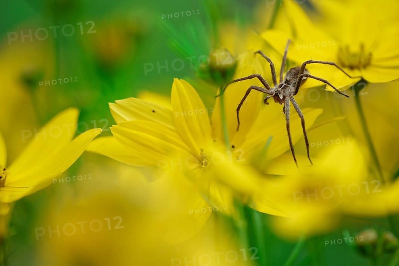 Nursery spider (Pisaura mirabilis) on tick seed (Coreopsis verticillata)