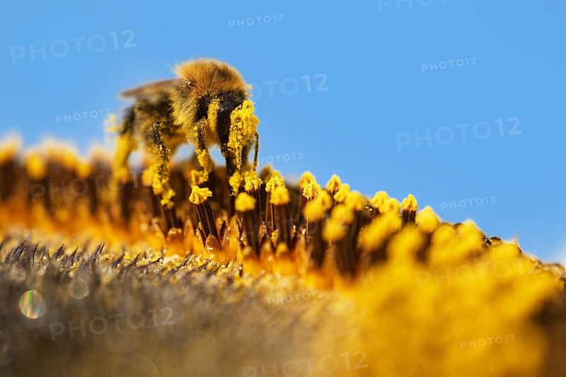 Common Carder-bee (Bombus pascuorum) on sunflower (Helianthus annuus)
